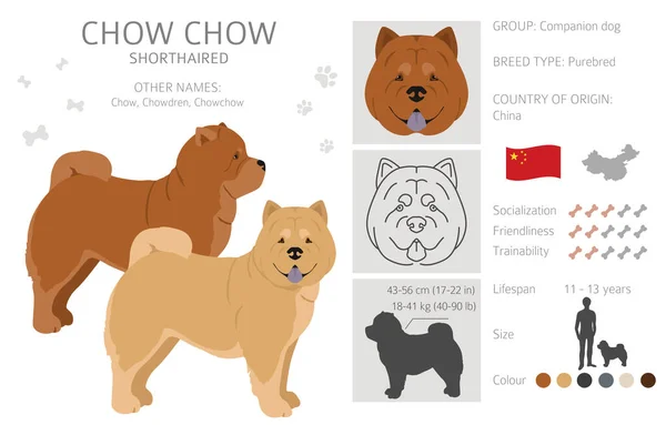 Chow Chow Shorthaired Sort Clipart Olika Poser Olika Pälsfärger Vektorillustration — Stock vektor