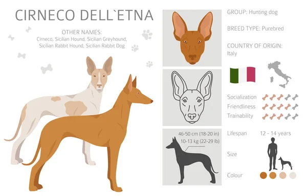 Cirneco Dell Etna Clipart Anjing Sisilia Pose Yang Berbeda Warna - Stok Vektor