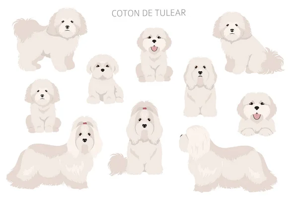 Coton Tulear Clipart Different Poses Coat Colors Set Vector Illustration — Stock Vector