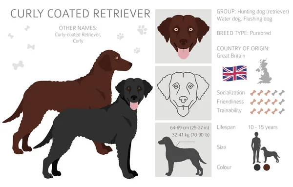 Kumpulan Anjing Retriever Berlapis Keriting Pose Yang Berbeda Warna Mantel - Stok Vektor