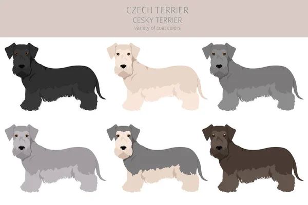 Clipart Ceko Terrier Pose Yang Berbeda Warna Mantel Ditetapkan Ilustrasi - Stok Vektor