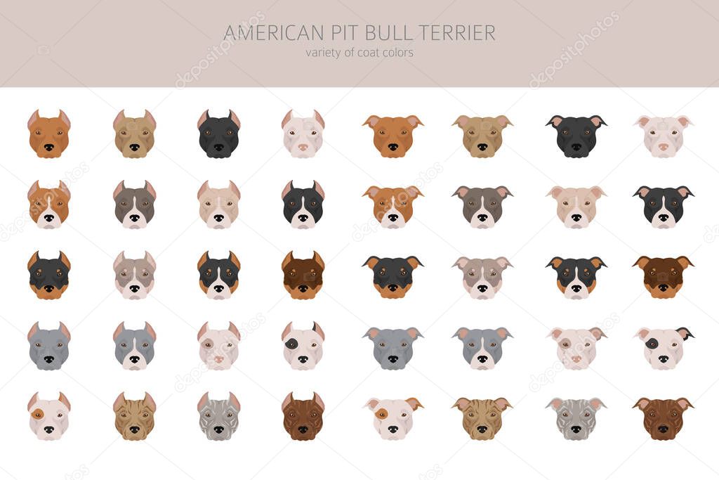 American pit bull terrier dogs clipart. Color varieties, infographic. Vector illustration