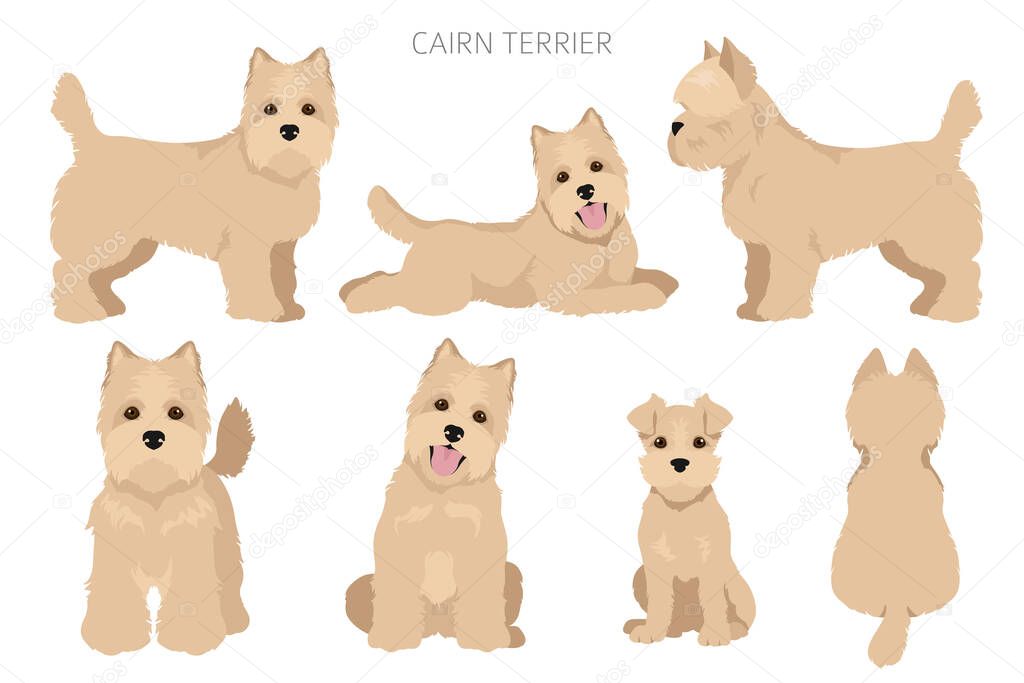 Cairn terrier clipart. Different poses, coat colors set.  Vector illustration