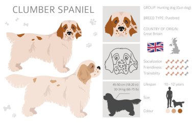 Clumber spaniel clipart. Farklı pozlar, farklı renkler. Vektör illüstrasyonu