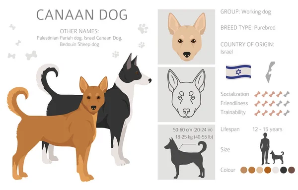Καναάν Κλιπ Σκύλου Διαφορετικές Πόζες Σετ Χρωμάτων Εικονογράφηση Διανύσματος — Διανυσματικό Αρχείο