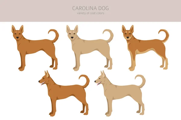卡罗莱纳狗群不同的姿势 不同的外套颜色 矢量说明 — 图库矢量图片