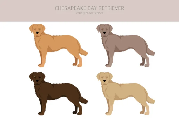 Chesapeake Bay Retriever Clipart Distintas Poses Colores Del Abrigo Establecidos — Archivo Imágenes Vectoriales