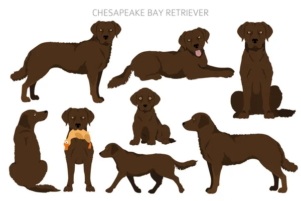 Clipart Chesapeake Bay Retriever Poses Diferentes Conjunto Cores Casaco Ilustração — Vetor de Stock