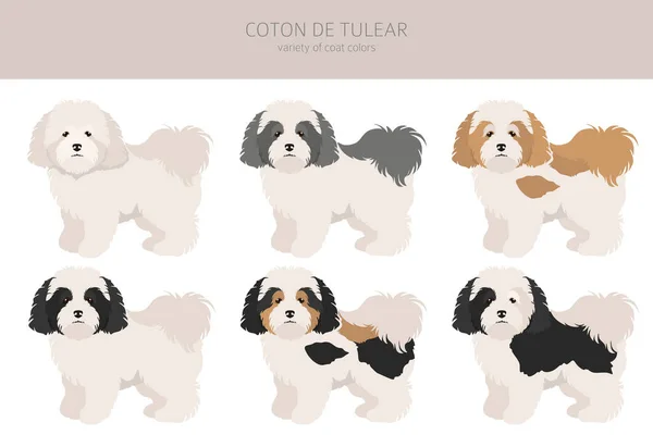 Coton Tulear Clipart Разные Позы Набор Цветов Пальто Векторная Иллюстрация — стоковый вектор