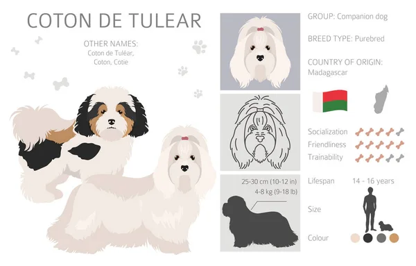 Coton Tulear Clipart Разные Позы Набор Цветов Пальто Векторная Иллюстрация — стоковый вектор