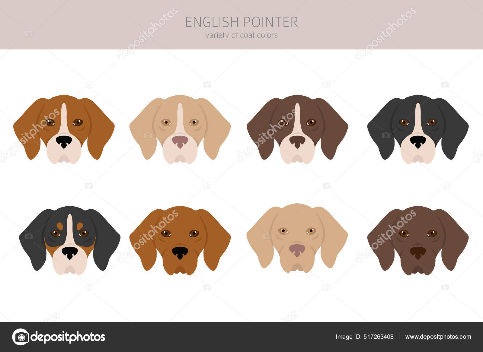 English Pointer Clipart Different Poses Coat Colors Set Vector