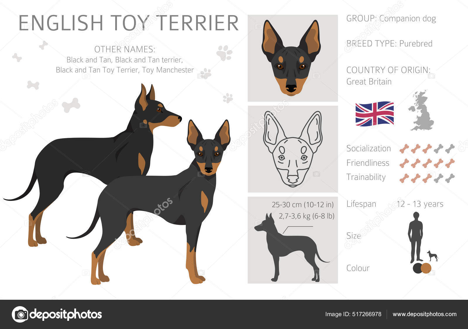 Black and tan hot sale english toy terrier