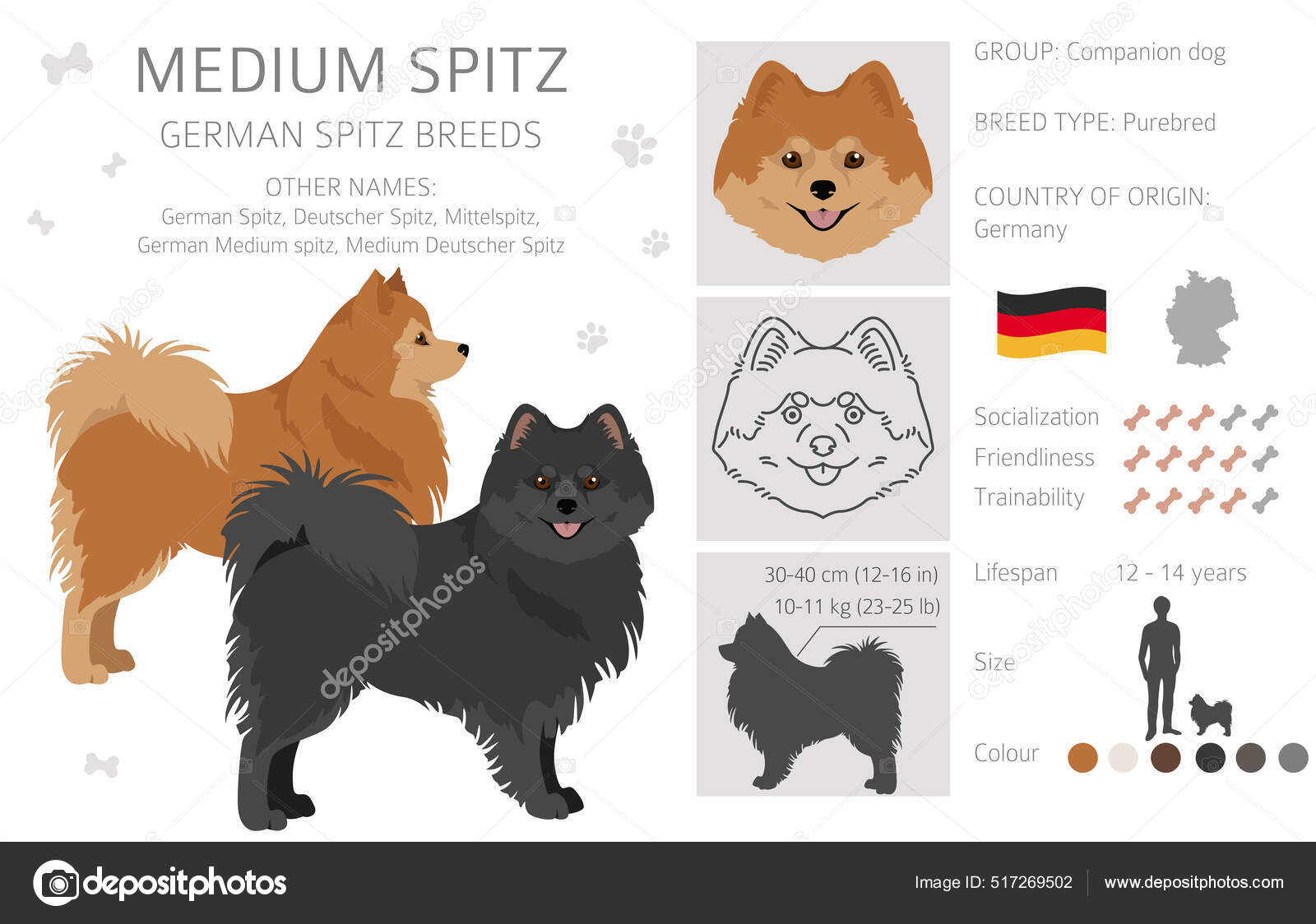 German Spitz Medium Spitz Clipart Different Poses Coat Colors Set - Main Image
