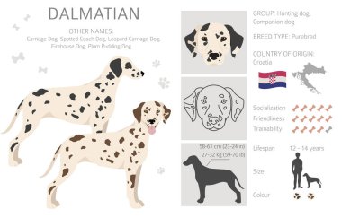 Dalmaçyalı köpekler kırpılıyor. Farklı pozlar, farklı renkler. Vektör illüstrasyonu