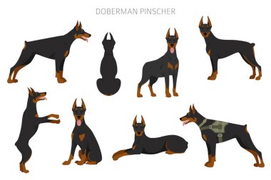 Doberman köpekleri ezer. Farklı pozlar, farklı renkler. Vektör illüstrasyonu