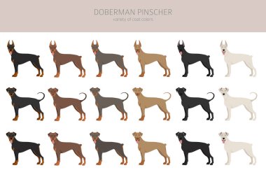Doberman köpekleri ezer. Farklı pozlar, farklı renkler. Vektör illüstrasyonu