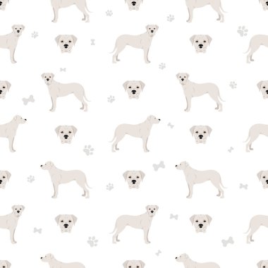 Dogo Argentino kusursuz desen. Farklı pozlar, farklı renkler. Vektör illüstrasyonu
