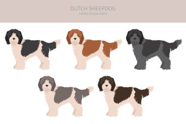 Alman çoban köpeği Schapendo Clipart. Farklı pozlar, farklı renkler. Vektör illüstrasyonu