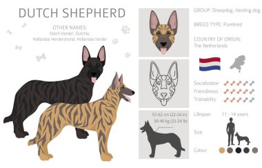 Dutch shepherd clipart. Farklı pozlar, farklı renkler. Vektör illüstrasyonu