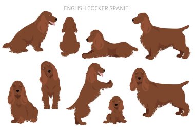İngiliz cocker spaniel clipart. Farklı pozlar, farklı renkler. Vektör illüstrasyonu