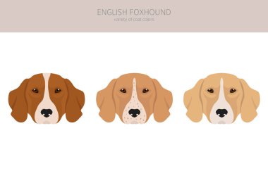 İngiliz foxhound clipart. Farklı pozlar, farklı renkler. Vektör illüstrasyonu