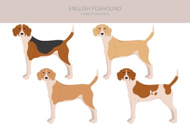 İngiliz foxhound clipart. Farklı pozlar, farklı renkler. Vektör illüstrasyonu