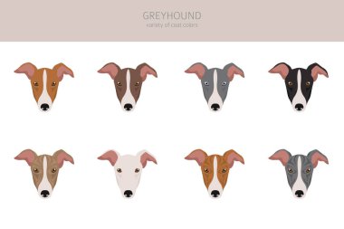 İngiliz tazısı kırpması. Farklı pozlar, farklı renkler. Vektör illüstrasyonu