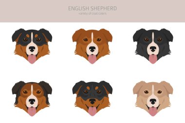 İngiliz çoban köpeği Clipart. Farklı pozlar, farklı renkler. Vektör illüstrasyonu