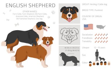 İngiliz çoban köpeği Clipart. Farklı pozlar, farklı renkler. Vektör illüstrasyonu