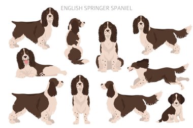 İngiliz springer spaniel clipart. Farklı pozlar, farklı renkler. Vektör illüstrasyonu
