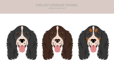 İngiliz springer spaniel clipart. Farklı pozlar, farklı renkler. Vektör illüstrasyonu