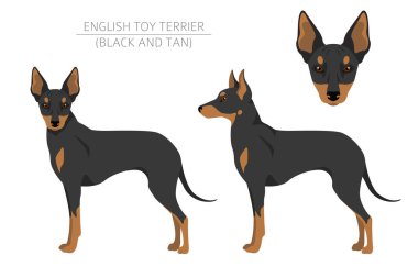 İngiliz oyuncak teriyeri. Farklı pozlar, farklı renkler. Vektör illüstrasyonu