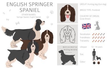 İngiliz springer spaniel clipart. Farklı pozlar, farklı renkler. Vektör illüstrasyonu