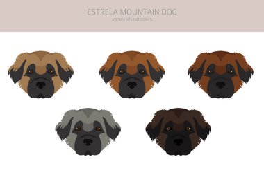 Estrela dağ köpeği tırnağı. Farklı pozlar, farklı renkler. Vektör illüstrasyonu