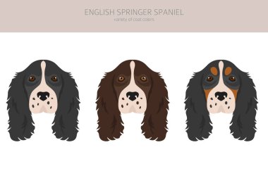 İngiliz springer spaniel clipart. Farklı pozlar, farklı renkler. Vektör illüstrasyonu
