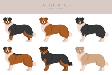 İngiliz çoban köpeği Clipart. Farklı pozlar, farklı renkler. Vektör illüstrasyonu