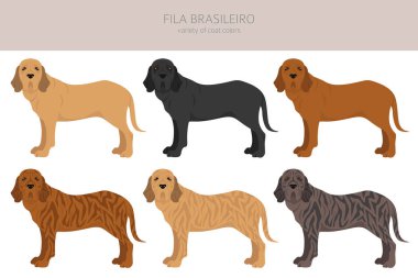 Fila Brasileiro tırmanışı. Farklı pozlar, farklı renkler. Vektör illüstrasyonu