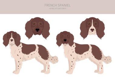 Fransız spanyel clipart. Farklı pozlar, farklı renkler. Vektör illüstrasyonu