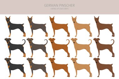 Alman pinscher klipsi. Farklı pozlar, farklı renkler. Vektör illüstrasyonu