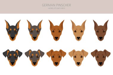 Alman pinscher klipsi. Farklı pozlar, farklı renkler. Vektör illüstrasyonu