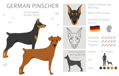 Alman pinscher klipsi. Farklı pozlar, farklı renkler. Vektör illüstrasyonu