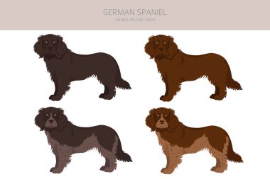 Alman spanyel Clipart. Farklı pozlar, farklı renkler. Vektör illüstrasyonu