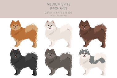 Alman spitz, orta boy spitz clipart. Farklı pozlar, farklı renkler. Vektör illüstrasyonu