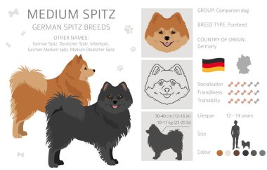 Alman spitz, orta boy spitz clipart. Farklı pozlar, farklı renkler. Vektör illüstrasyonu