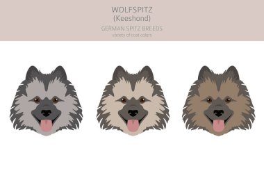 Alman spitz, Wolfspitz clipart. Farklı pozlar, farklı renkler. Vektör illüstrasyonu