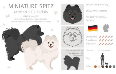 Alman Spitz, Minyatür Spitz Clipart. Farklı pozlar, farklı renkler. Vektör illüstrasyonu