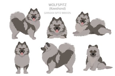 Alman spitz, Wolfspitz clipart. Farklı pozlar, farklı renkler. Vektör illüstrasyonu