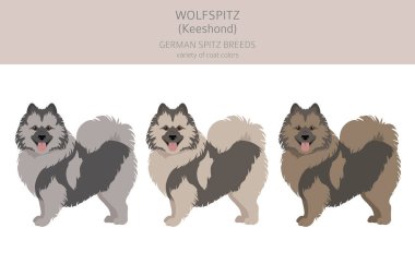 Alman spitz, Wolfspitz clipart. Farklı pozlar, farklı renkler. Vektör illüstrasyonu