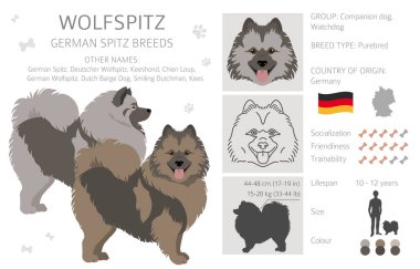 Alman spitz, Wolfspitz clipart. Farklı pozlar, farklı renkler. Vektör illüstrasyonu