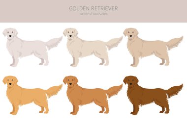 Golden retriever köpekleri farklı pozlarda ve palto renkleri klitoris. Vektör illüstrasyonu